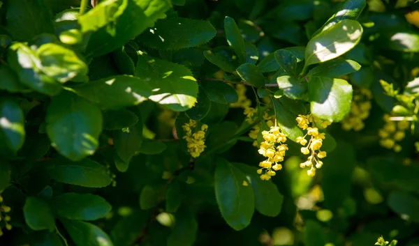 Berberis Vulgaris Arbusto Del Género Berberis Produce Bayas Ácido Butílico —  Fotos de Stock