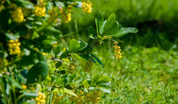 柏柏尔 Berberis Vulgaris 是柏柏尔属的一种灌木 它生产可食用的丁酸浆果 它在许多国家因其果实而被种植 — 图库照片