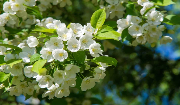 Apple Flowers Apple Flossom Сонячному Світлі Над Природним Зеленим Фоном — стокове фото