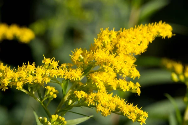 Genellikle Altın Ağaç Olarak Adlandırılan Saltago Çiçeği Kuzey Amerika Dan — Stok fotoğraf
