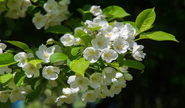 Apple Flowers Apple Blossom Slunci Nad Přírodním Zeleným Pozadím Bílé — Stock fotografie