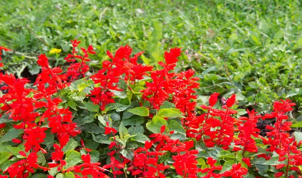 Floral Landscaping Brings Riot Color City Streets City Beds Flowers — Stock Photo, Image