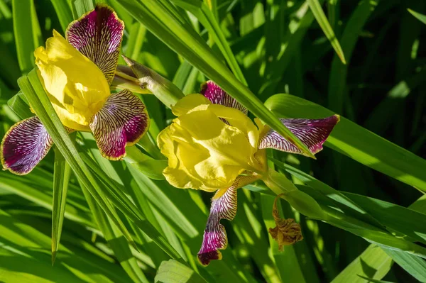 Iris flowers, It takes its name from the Greek word for the rainbow, which is also the name for the Greek rainbow goddess, Iris