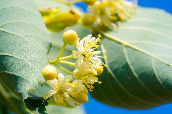 나무의 꽃입니다 북아메리카에서 라임이라고 불린다 만드는 꿀이야 로열티 프리 스톡 사진