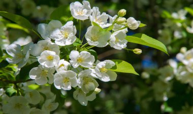 Elma Çiçekleri, Elma Çiçeği. Doğal yeşil arka planda gün ışığında. Ağaç beyazı baharda çiçek açar..