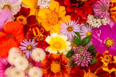 Parlak çeşitli renklerden bir kompozisyon, sarı çiçekler, sonbahar fotoğrafçılığı dekor için hoş bir kompozisyon çiçek lenme parlak renkli sonbahar buketi