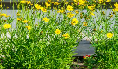 Tagetes cinsinden Calendula bitkileri. Bilinen adı Bakire Meryem 'dir. Popüler bitkisel ve kozmetik ürünler, karotenoidler, steroller, çeşniler, katran ve tanenler, temel petrol, kumarhaneler,