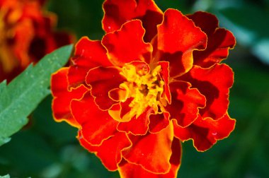 Tür Tagetes lucida, pericones olarak bilinen, Meksika'da tatlı, aromalı anasonlu tıbbi çay yapmak için kullanılır. Aynı zamanda bir Teksas tarhun, Meksika et çivi olarak bir mutfak olarak kullanılır