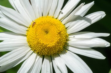 Papatya çayı. İtalyan papatya çayı özütü Matrikaria recutita koyu çay olarak kabul edilir. Fizyoterapide antimikrobik ve iltihap önleyici olarak kullanıldı. Aynı zamanda merhemlerde, losyonlarda ve enfeksiyonlarda da kullanılır.
