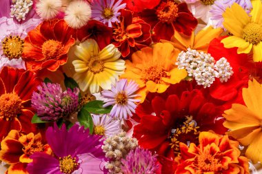 Parlak çeşitli renklerden bir kompozisyon, sarı çiçekler, sonbahar fotoğrafçılığı dekor için hoş bir kompozisyon çiçek lenme parlak renkli sonbahar buketi