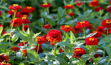 Zinyalar genellikle Kuzey Amerika 'da yetişen yıllık bitki, çalı ve çalılardır, Zinyalar beyaz, yeşilimsi sarı, turuncu, kırmızı, mor veya leylak rengi olabilir..