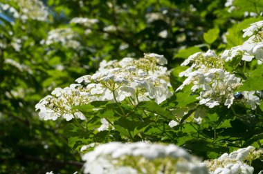 Viburum çiçekleri. Çiçekler 5-15 cm genişliğinde, her çiçek beyaz, krema ya da pembe, küçük, 3-5 mm genişliğinde, beş yapraklı, bazı türlerde güçlü kokulu..