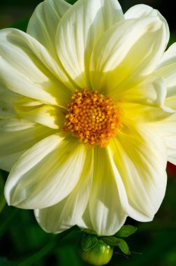 Dahlia bazı türler Güney Amerika 'nın kuzeyinden daha güneyde bulunur. Bu dağlık arazi ve dağların cinsidir. 