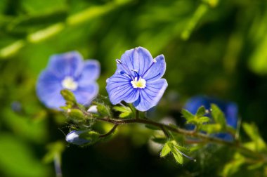 Geranium pratense, Geraniaceae familyasından Avrupa ve Asya 'ya özgü bir bitki türüdür. Uçan daire şeklinde soluk menekşe çiçekleri.