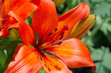 Lilium üyeleri gerçek zambaklar, büyük, belirgin çiçekleri olan, ampullerden büyüyen bir bitki cinsidir. Zambaklar önemli bir çiçek açan bitkidir. 