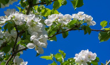 Elma Çiçekleri, Elma Çiçeği. Doğal yeşil arka planda gün ışığında. Ağaç beyazı baharda çiçek açar..