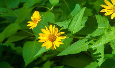 Tagetes cinsinden Calendula bitkileri. Bilinen adı Bakire Meryem 'dir. Popüler bitkisel ve kozmetik ürünler, karotenoidler, steroller, çeşniler, katran ve tanenler, temel petrol, kumarhaneler,