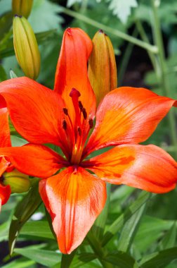 Lilium üyeleri gerçek zambaklar, büyük, belirgin çiçekleri olan, ampullerden büyüyen bir bitki cinsidir. Zambaklar önemli bir çiçek açan bitkidir. 
