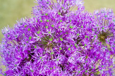 Frenk soğanları hem aşçılık hem de süs eşyaları için yetiştirilir; menekşe çiçekleri genellikle süslemeli kuru buketlerde kullanılır. Çiçekler de yenilebilir ve salatalarda kullanılıyor.