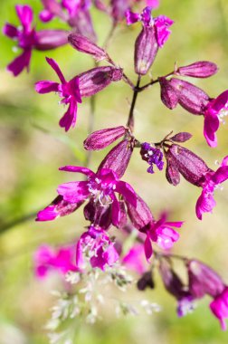 Silene viscaria (yapışkan kedi sineği veya yapışkan campion), Caryophyllaceae familyasından bir bitki türü. Nispeten yüksek miktarda brassinosteroid içerir.