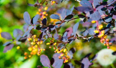 Berberis vulgaris, Berberiler (Berberis vulgaris) familyasından bir böğürtlen türü. Yenilebilir asit dutları üretiyor. Birçok ülkede meyveleri için yetiştirilir..