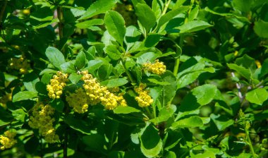 Berberis vulgaris, Berberiler (Berberis vulgaris) familyasından bir böğürtlen türü. Yenilebilir asit dutları üretiyor. Birçok ülkede meyveleri için yetiştirilir..