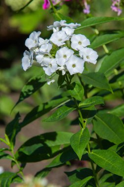 Phlox alevi; çoğunlukla Kuzey Amerika 'da, biri Sibirya' da ormanlık ve bozkırlardan farklı bir yaşam alanında bulunur. Kimisi baharda, kimisi yazın ve sonbaharda.