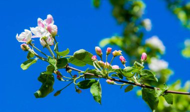 Elma Çiçekleri, Elma Çiçeği. Doğal yeşil arka planda gün ışığında. Ağaç beyazı baharda çiçek açar..