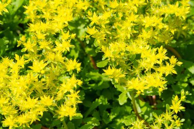 Sedum telephium, sıklıkla Hylotelephium, orpine, livelong, kurbağa midesi, arping Johnny, sonsuz yaşam, yaz ortası adamları, Yetim John, cadının para çantası