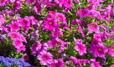 Petunia, Güney Amerika kökenli çiçekli bitkilerden biridir. Bu Fransız ulusal isminin adıdır, Petun, anlamı tütün, Tupi - Guarani dilinden gelir..