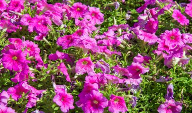 Petunia, Güney Amerika kökenli çiçekli bitkilerden biridir. Bu Fransız ulusal isminin adıdır, Petun, anlamı tütün, Tupi - Guarani dilinden gelir..
