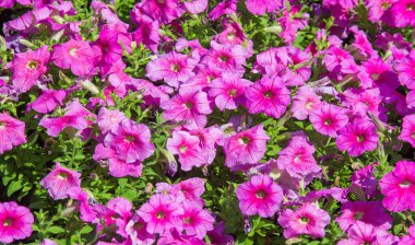 Petunia, Güney Amerika kökenli çiçekli bitkilerden biridir. Bu Fransız ulusal isminin adıdır, Petun, anlamı tütün, Tupi - Guarani dilinden gelir..