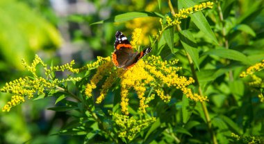 Solidago 'nun çiçekleri genellikle Kuzey Amerika' dan gelir. Güney Amerika 'ya özgü Meksika ve Avrasya Kelebeği Vanessa atalanta da dahil. Kızıl Amiral ya da daha önce takdire şayan olan