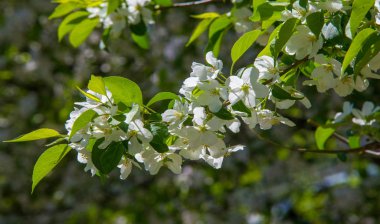 Elma Çiçekleri, Elma Çiçeği. Doğal yeşil arka planda gün ışığında. Ağaç beyazı baharda çiçek açar..