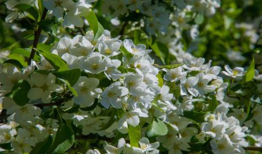 Elma Çiçekleri, Elma Çiçeği. Doğal yeşil arka planda gün ışığında. Ağaç beyazı baharda çiçek açar..