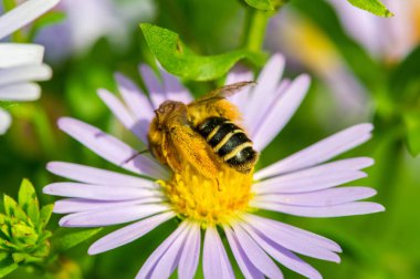 Aster ismi Yunanca 'da 