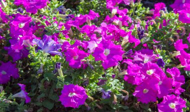 Petunia, Güney Amerika kökenli çiçekli bitkilerden biridir. Bu Fransız ulusal isminin adıdır, Petun, anlamı tütün, Tupi - Guarani dilinden gelir..