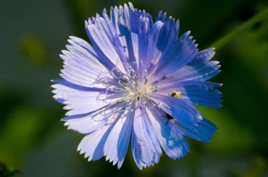 Blue cornflower 'ın ABD, Kanada, İngiltere ve Avustralya' daki popülaritesi o kadar yüksekti ki Corning Glass Works 'ün bir sembolü haline geldi..