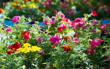 Bir buket çiçek. Çekici bir şekilde düzenlenmiş bir demet çiçek, özellikle bir hediye olarak sunulan ya da bir törende taşınan. burun, lezzet