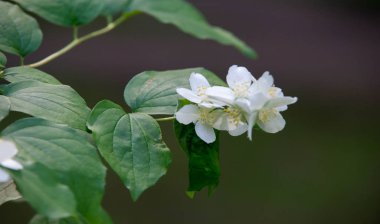 Yasemin, parfüm veya çayda kullanılan kokulu çiçekleri taşıyan Eski Dünya çalısı ya da tırmanma bitkisidir. Bir süs olarak popülerdir. Fluminense Altın Sahili Yasemin