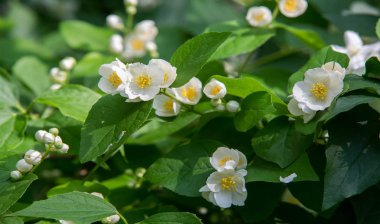 Yasemin, parfüm veya çayda kullanılan kokulu çiçekleri taşıyan Eski Dünya çalısı ya da tırmanma bitkisidir. Bir süs olarak popülerdir. Fluminense Altın Sahili Yasemin