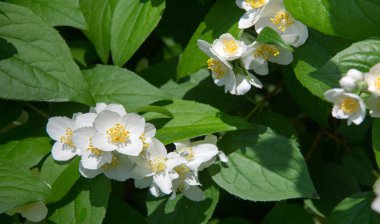 Yasemin, parfüm veya çayda kullanılan kokulu çiçekleri taşıyan Eski Dünya çalısı ya da tırmanma bitkisidir. Bir süs olarak popülerdir. Fluminense Altın Sahili Yasemin