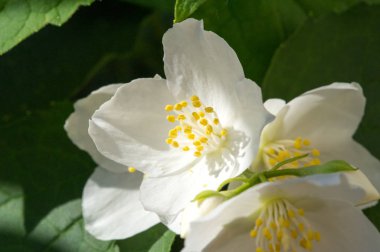 Çiçeklerine istinaden sahte turuncu olarak adlandırılırlar. Yabani türlerde portakal ve limonlara benzerler. İlk bakışta portakal, çiçek ve yasemin yaseminlerine benzerler.