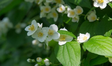 Yasemin, parfüm veya çayda kullanılan kokulu çiçekleri taşıyan Eski Dünya çalısı ya da tırmanma bitkisidir. Bir süs olarak popülerdir. Fluminense Altın Sahili Yasemin