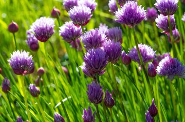 Frenk soğanı, bilimsel adı Allium schoenoprasum, daimi bir bitki, Avrupa, Asya ve Kuzey Amerika 'nın çoğunda yaygındır. Bitki, tozlaştırıcılar için büyük miktarda nektar sağlıyor..