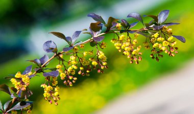 Berberis vulgaris, Berberiler (Berberis vulgaris) familyasından bir böğürtlen türü. Yenilebilir asit dutları üretiyor. Birçok ülkede meyveleri için yetiştirilir..