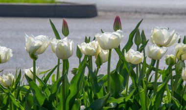 Laleler Tulipa, saklama organı olarak ampullere sahip, bahar çiçekleri açan, uzun ömürlü bir bitki cinsidir. gösterişli ve parlak renkli, genellikle kırmızı, pembe, sarı ya da beyaz
