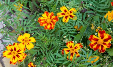 Marigold Hiçbir yıllık kadife çiçeği yetiştirmekten daha neşeli ve kolay değildir. Bu çiçekler, yazlık ve sonbahar bahçelerimize altın, bakır ve pirinçten bir servet getiren yıllık harcamalar.