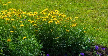 Tagetes cinsinden Calendula bitkileri. Bilinen adı Bakire Meryem 'dir. Popüler bitkisel ve kozmetik ürünler, karotenoidler, steroller, çeşniler, katran ve tanenler, temel petrol, kumarhaneler,