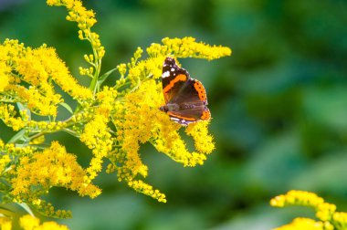 Solidago 'nun çiçekleri genellikle Kuzey Amerika' dan gelir. Güney Amerika 'ya özgü Meksika ve Avrasya Kelebeği Vanessa atalanta da dahil. Kızıl Amiral ya da daha önce takdire şayan olan